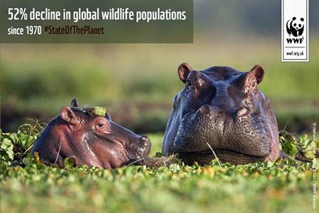 Quần thể loài hoang dã suy giảm nghiêm trọng kể từ năm 1970 đến nay